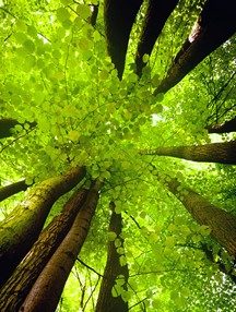 Forêt