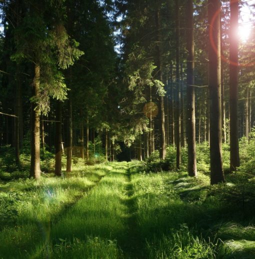 Veille Economique Mutualisée : étude sur l’impact de la crise COVID-19 filière forêt-bois