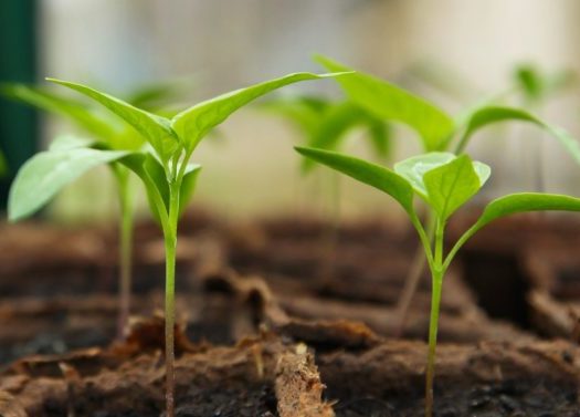 Biodegradable horticultural pots