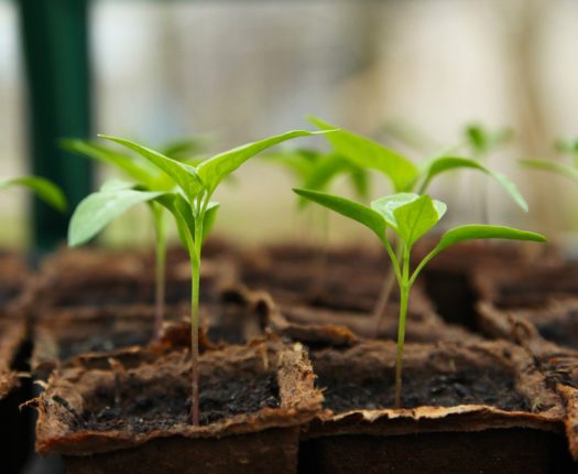 Pots horticoles biodégradables