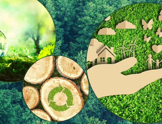Newsletter Environnement – Décembre 2024