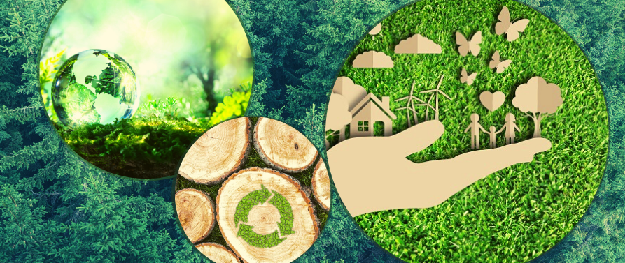 Newsletter Environnement – Décembre 2024