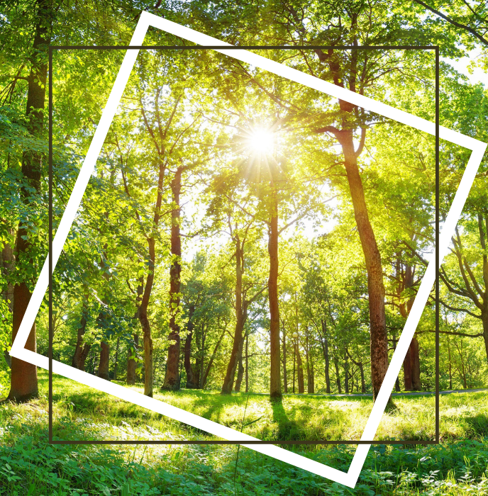 Green Deal: EU adopts legislation to combat deforestation and forest degradation