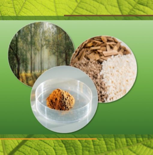 Restitution final du projet Woodzymes