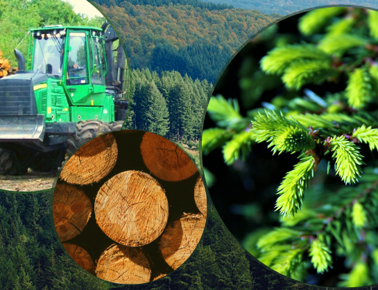 Newsletter Forêt et Approvisionnement n°7 – Décembre 2024
