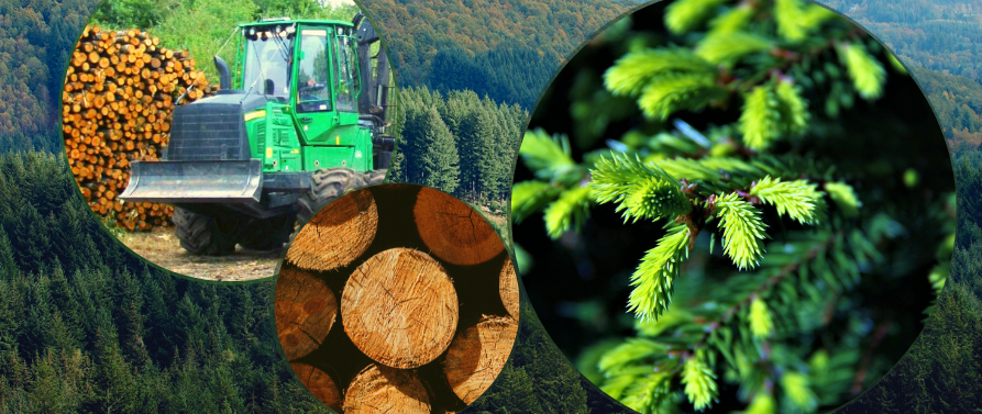 Newsletter Forêt et Approvisionnement n°7 – Décembre 2024