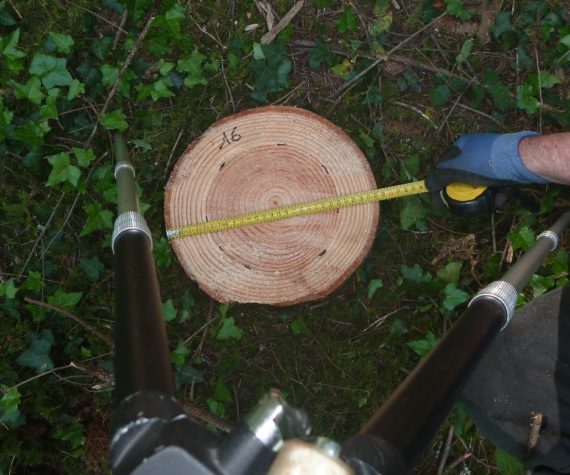 Determinisms of Douglas Fir heartwood