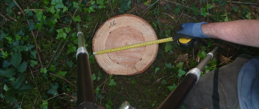 Determinisms of Douglas Fir heartwood