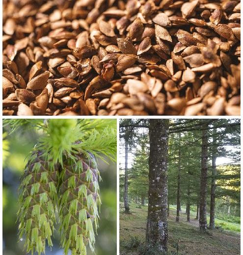 Douglas Fir Seed Orchard Tour – 28 July 2022