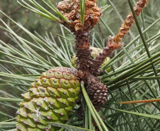 Témoignage GIE Semences Forestières Améliorées