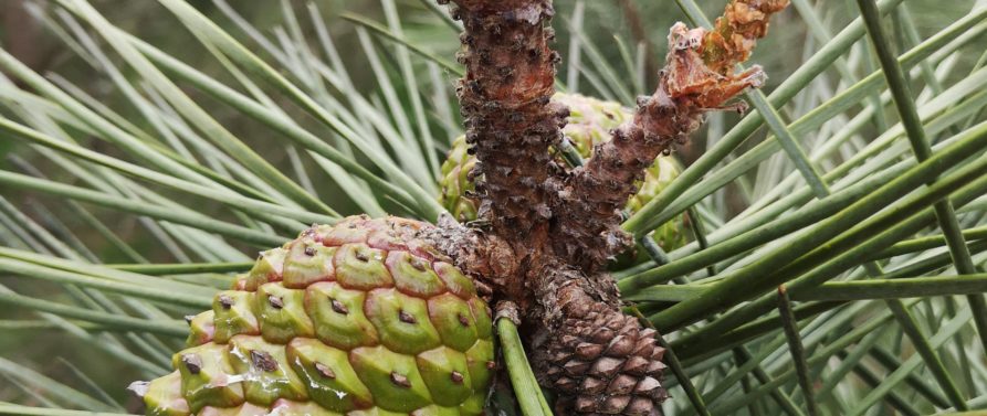 Témoignage GIE Semences Forestières Améliorées