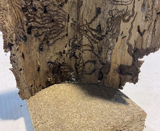 Utilisation de bois scolytés sur les marchés des panneaux à base de bois et des pâtes à papier