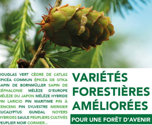 Variétés forestières améliorées